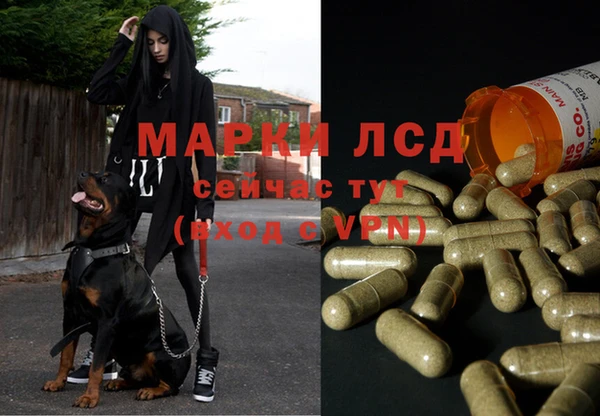 хмурый Абаза